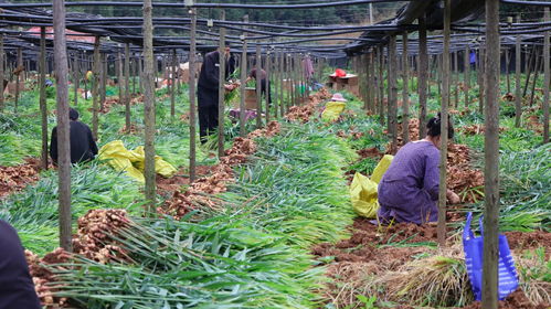 信息技术驱动下农业采挖的精准革命 以生姜为例
