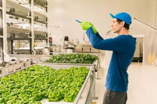 垂直农业革命 如何实现蔬菜产量百倍增长的科技密码