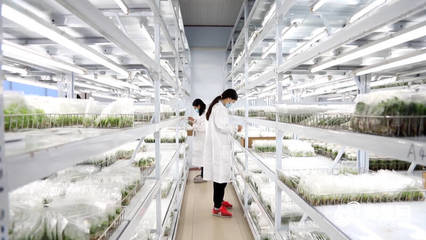 科技赋能 信息领航 德州工厂化育苗借力技术开发迈向国际大市场