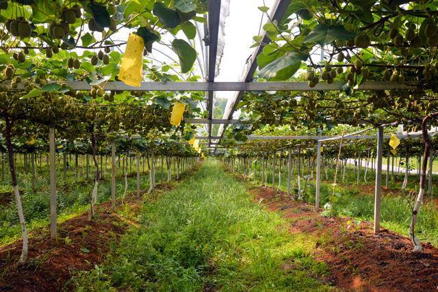 赤壁神山 科技助农 猕猴桃幼果满枝迎丰年