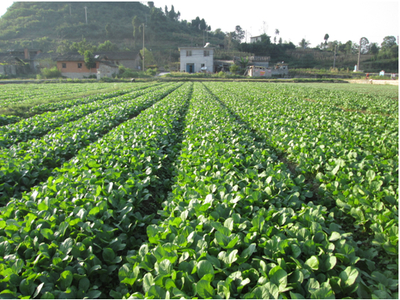 信息技术在农业企业中的创新应用与技术开发趋势