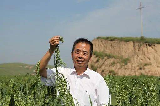 糜子 抗逆先锋作物与未来智慧食品的农业科技新篇章