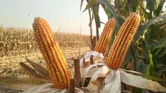 科技赋能农业新篇章 金色农华黄淮海玉米种业发展研讨会暨丰度191产品发布会圆满落幕