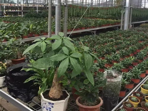 奇台县推动万亩设施农业提质增效，信息技术驱动农业现代化发展