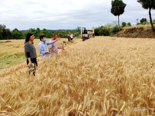 729.8公斤！江油刷新四川农业科技沉寂十年纪录