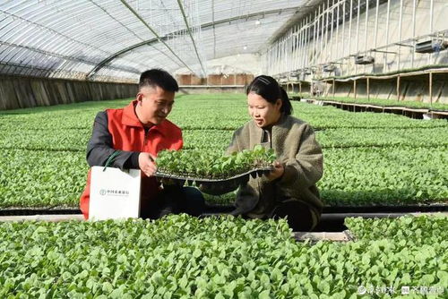 数字金融赋能农业科技 农行聊城分行推动县域乡村特色产业发展