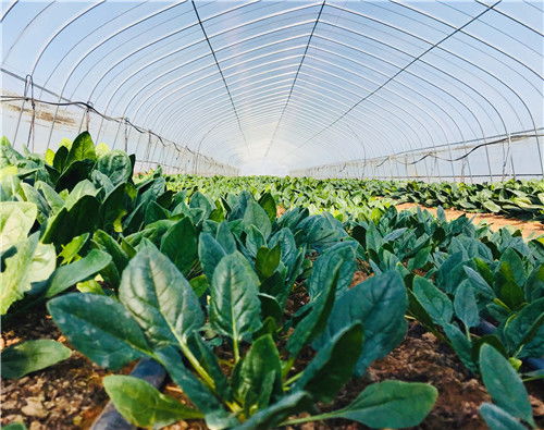 青岛西海岸新区推出21条新政策，以信息技术开发赋能乡村产业振兴